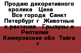 Продаю декоративного кролика › Цена ­ 500 - Все города, Санкт-Петербург г. Животные и растения » Грызуны и Рептилии   . Кемеровская обл.,Тайга г.